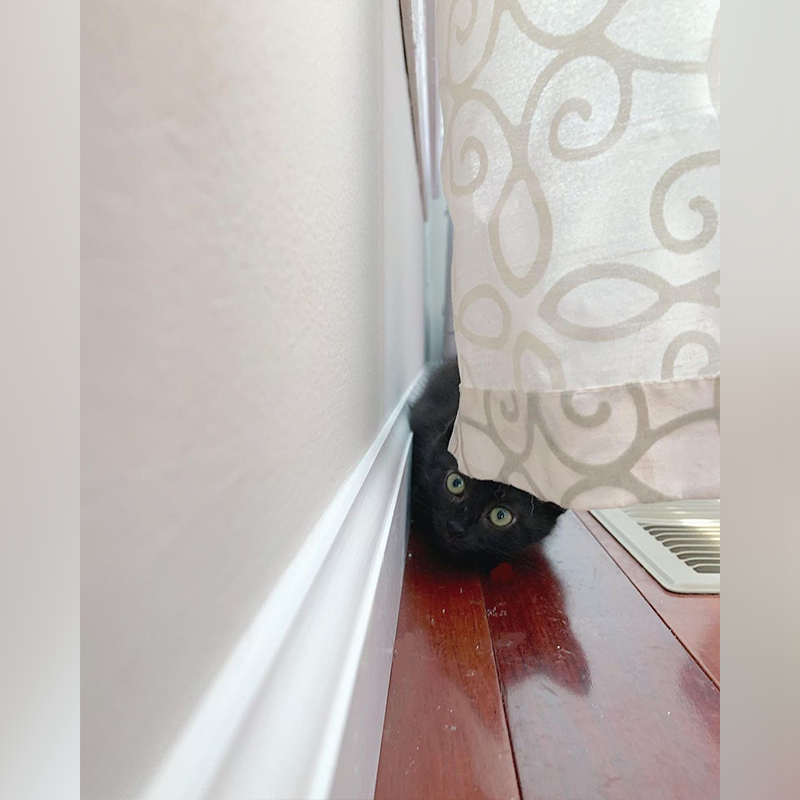 house panther peeks from curtain