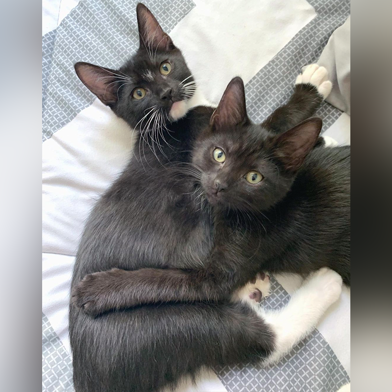 Kitten siblings hug in Virginia foster home, 