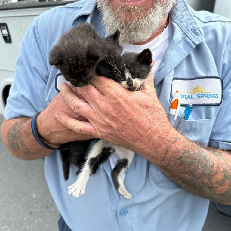 Rescuers Save Kittens from Car Engines Late in FL Kitten Season