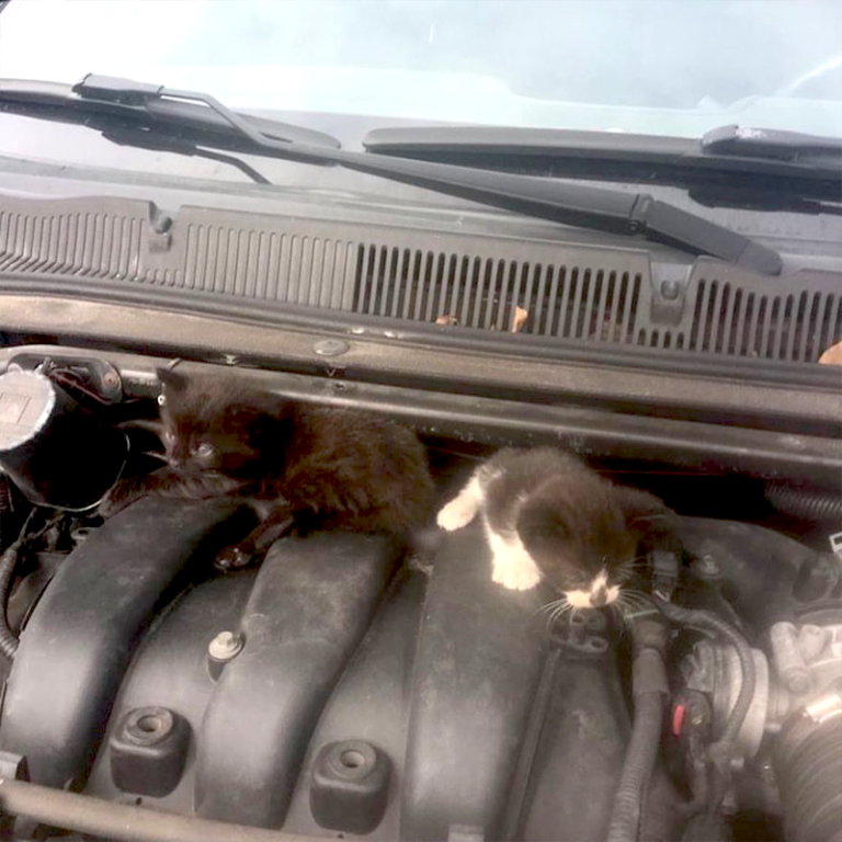 Rescuers Save Kittens from Car Engines Late in FL Kitten Season