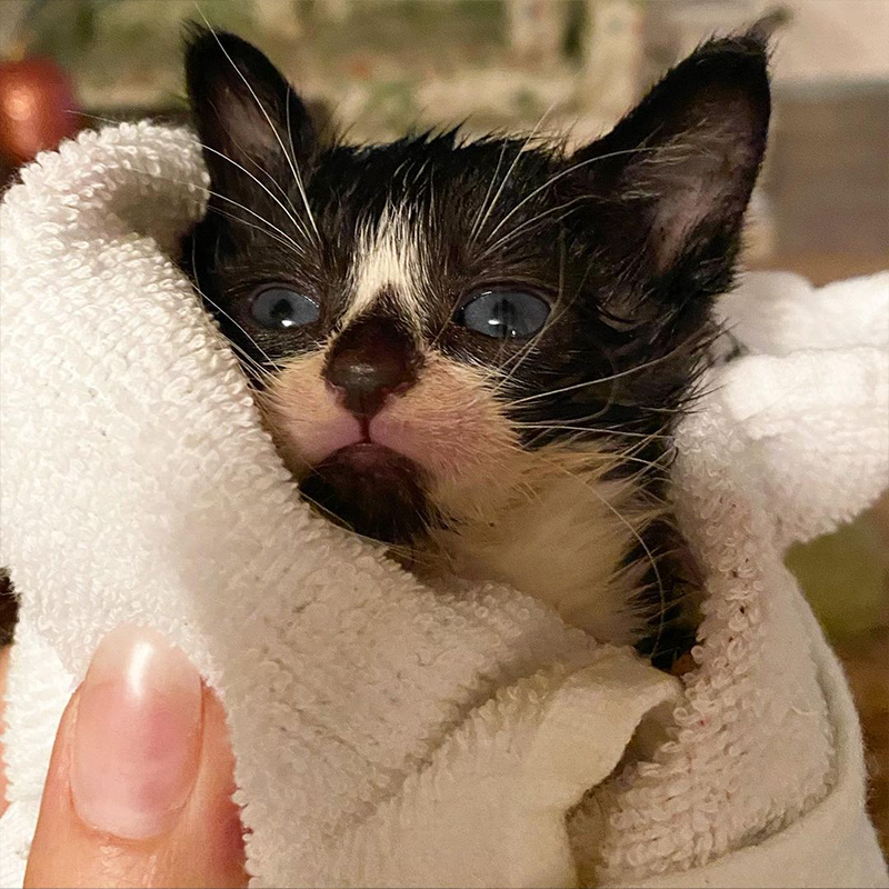 Sully, kitten saved from car in Florida