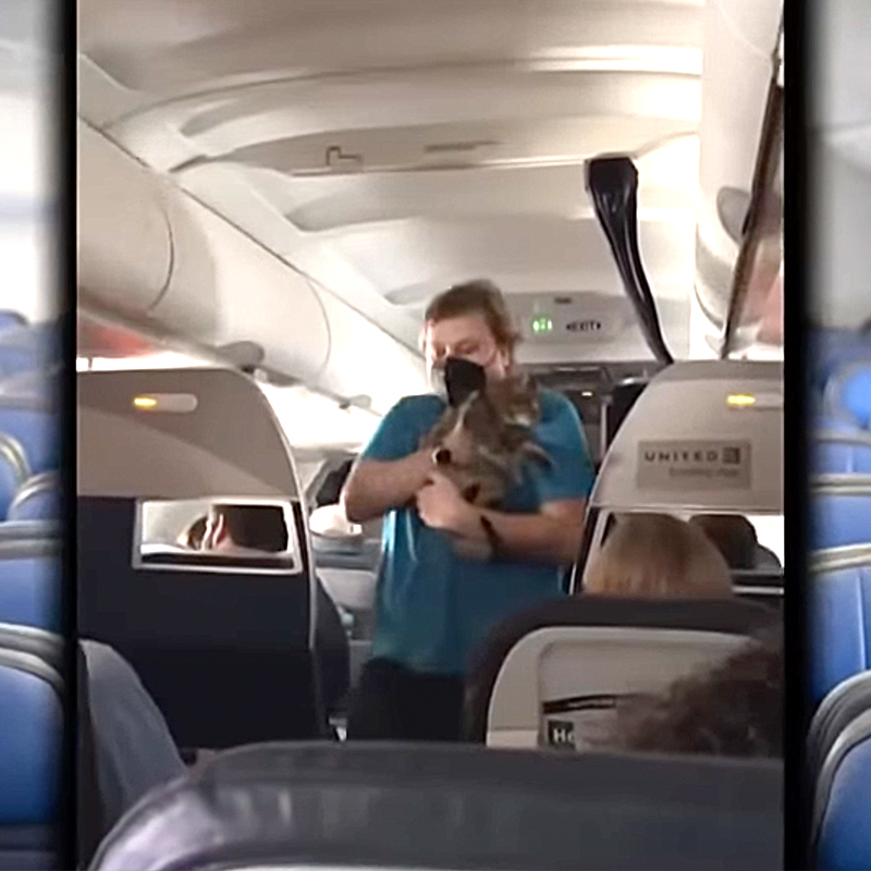 Cat on airplane