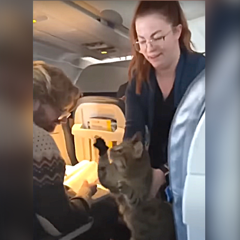 Airline attendant looks for cat's owner, United Airlines
