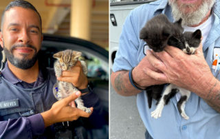 Kittens saved from car engine, Waffle, Sully, Woofie, Office Byrne, Cat Cop, Coral Springs, FL