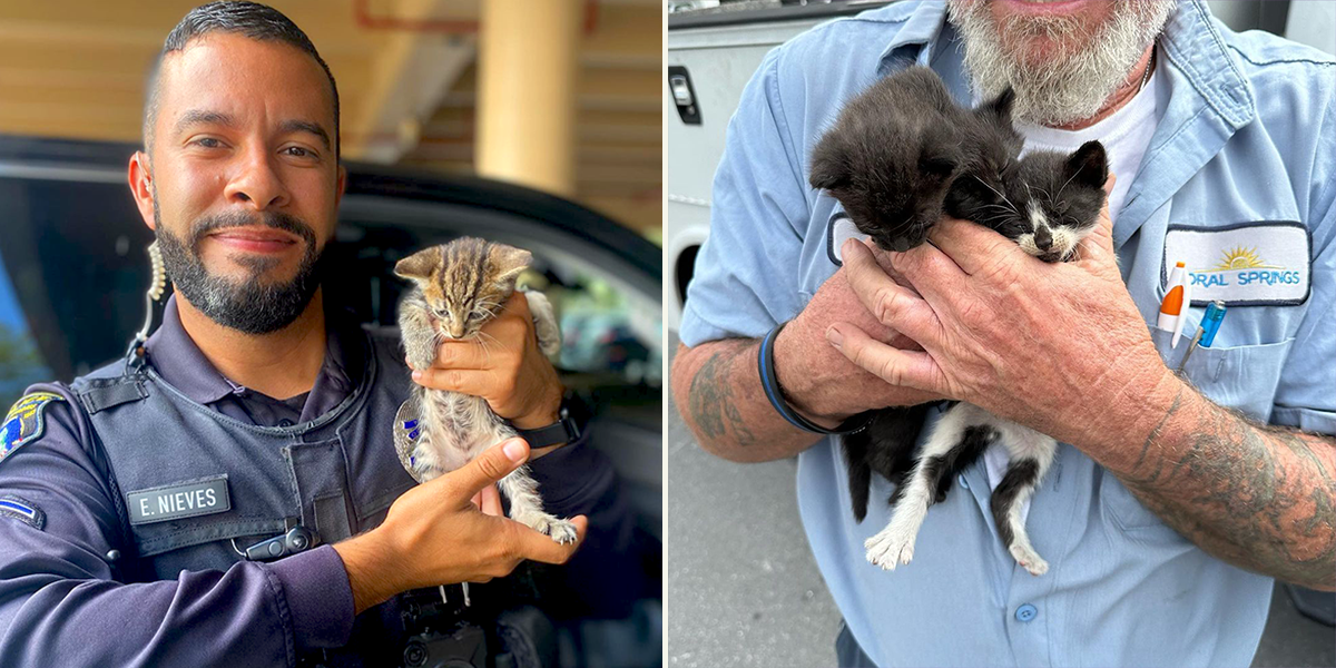 Kittens saved from car engine, Waffle, Sully, Woofie, Office Byrne, Cat Cop, Coral Springs, FL
