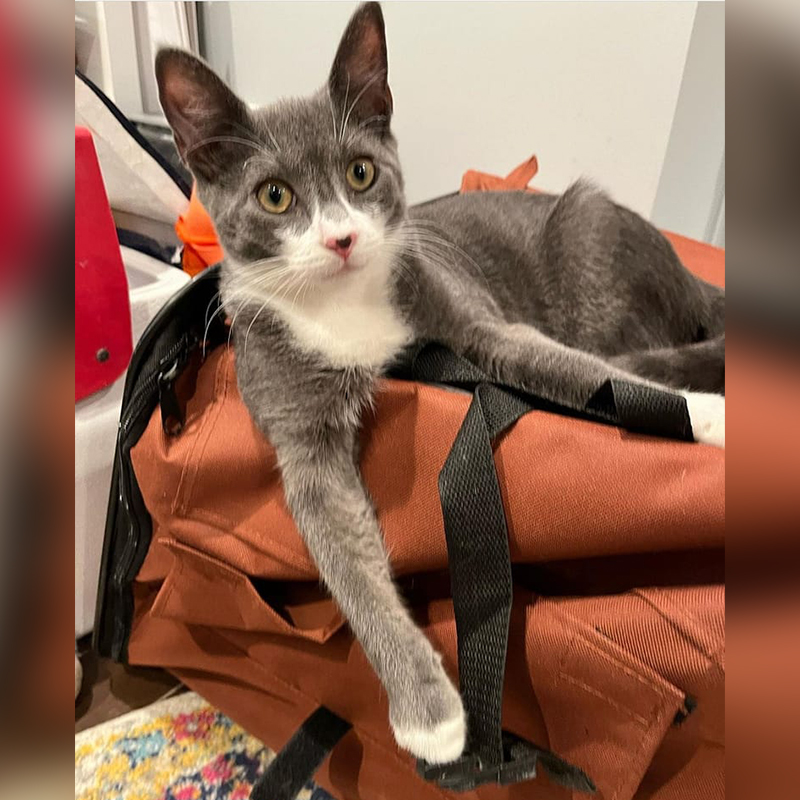 Grown up rescued cat from Southern State Parkway, Queens