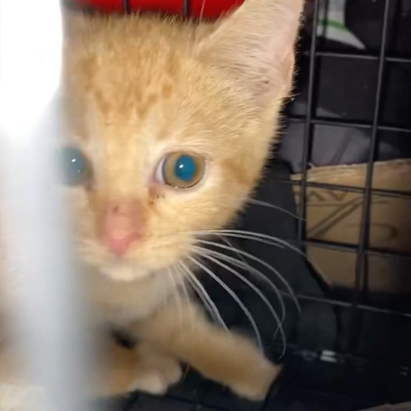 Abandoned 'Shop Cat' Simba Gets a Beautiful Second Chance