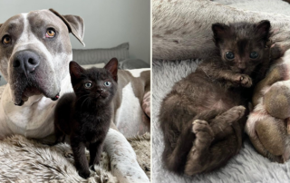 Atlas the foster dog, American Staffordshire, Pit bull terrier, cares for kittens, Nicole Graham, Santa Clarita Valley, California