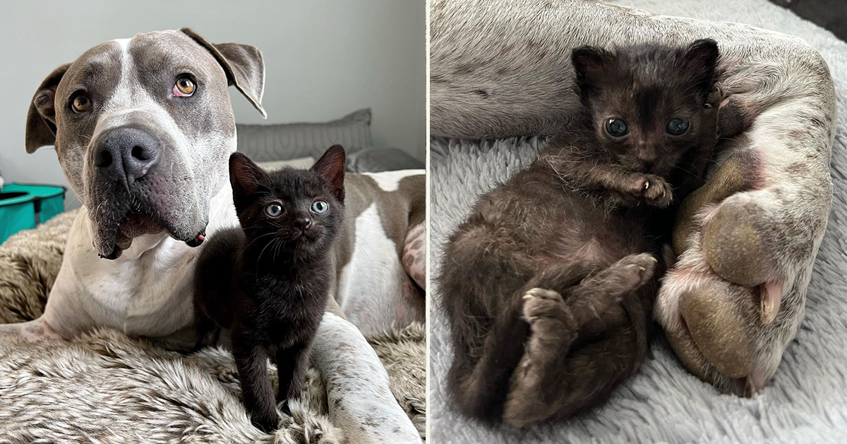 Atlas is the Sweetest Foster Dad to Kittens the Size of His Paw