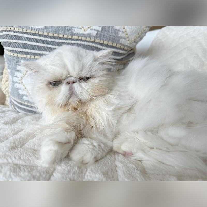 Yoda the white Persian cat who lived with Beth and Howard Stern