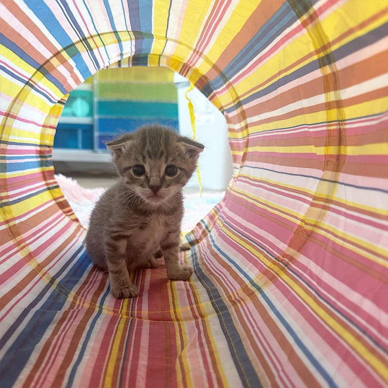 Golden Age for kittens, Boo the foster kitten in a rainbow-colored play tunnel, Baby Kitten Rescue, LA