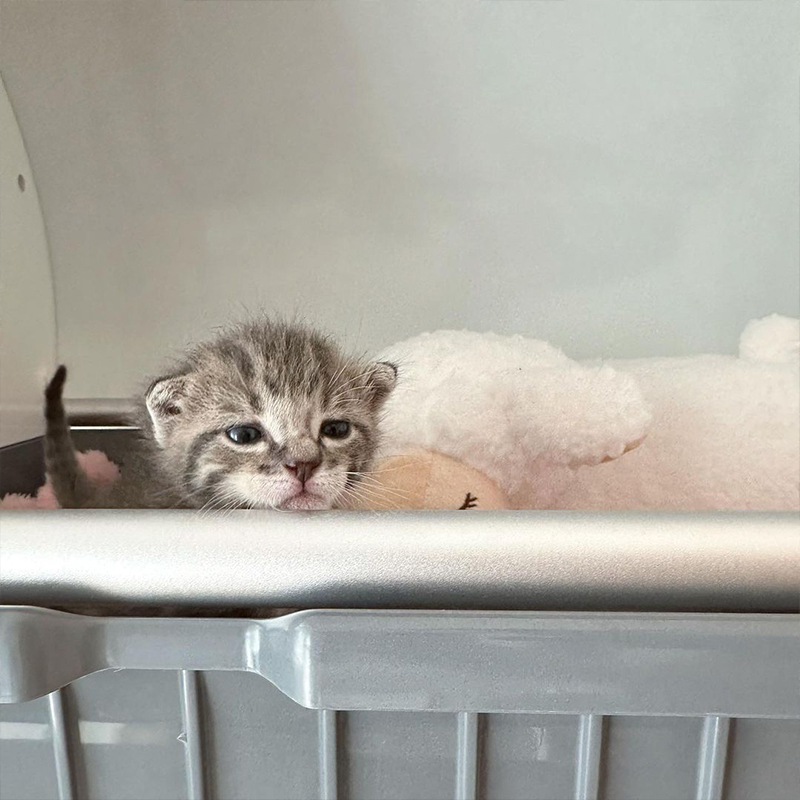 Golden Age for kittens, Boo the foster kitten peeks from incubator at 3 weeks old