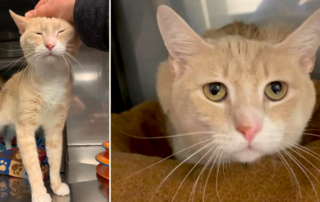 Bruno returned to shelter for being too affectionate, Montville Animal Shelter New Jersey