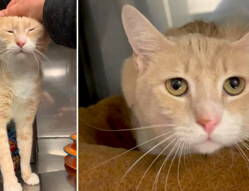 Bruno the Cat Returned For Being ‘Too Affectionate,’ Now Most Wanted