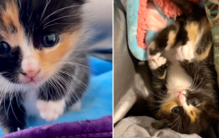 Calico kitten FIa, Washington D.C. area, foster mom Abby Meltzer, catsandfrittatas