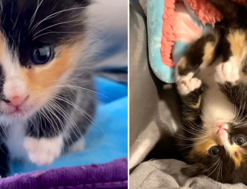 Two Adorable Feisty Foster Felines Discovering ‘How to Cat’ is Ferociously Cute