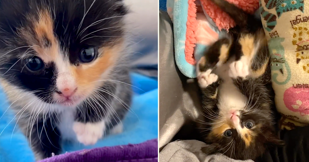 Two Adorable Feisty Foster Felines Discovering 'How to Cat'