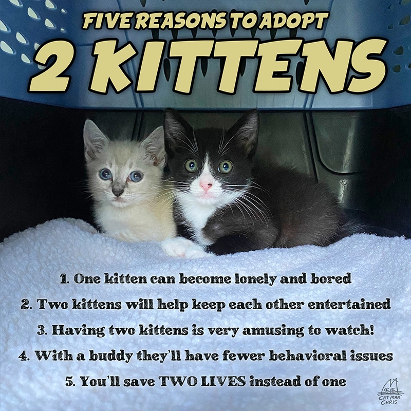 Cat Man Chris, Five reasons to adopt 2 kittens