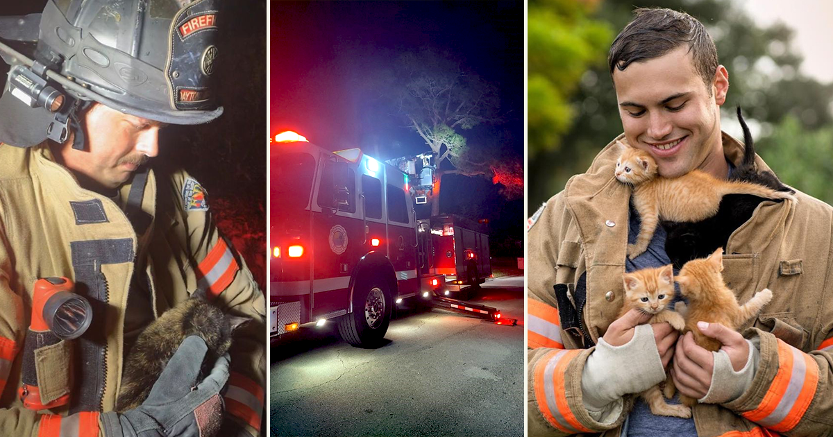 Daytona Beach Firefighters Come to the Rescue for Cats