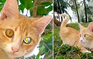 Diamond Eyed Cat, Thailand, Khao Manee, TikTok, Heterochromia Iridis, eye injury