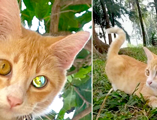 Rare ‘Diamond-Eyed Cat’ in Viral Video Raises Questions