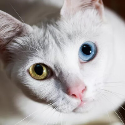 Rare 'Diamond-Eyed Cat' in Viral Video Raises Questions