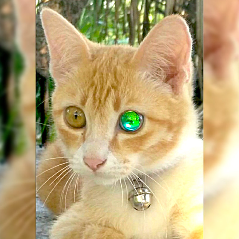 Diamond-eyed cat, Thailand from TikTok