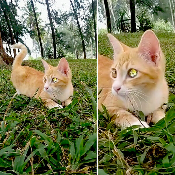 Rare 'DiamondEyed Cat' in Viral Video Raises Questions