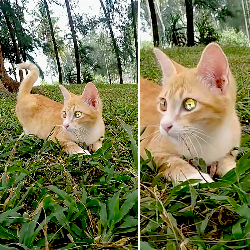 Cat with strange eye from Thailand, Diamond-eyed cat
