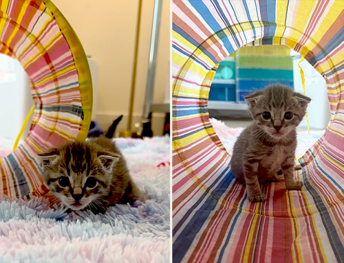 Rescuers Share Their Favorite Golden Age for Foster Kittens