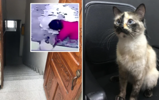 Gutubela, Catwoman, Bogotá, Colombia, cat saves baby, Diana Lorena Álvarez/Caters