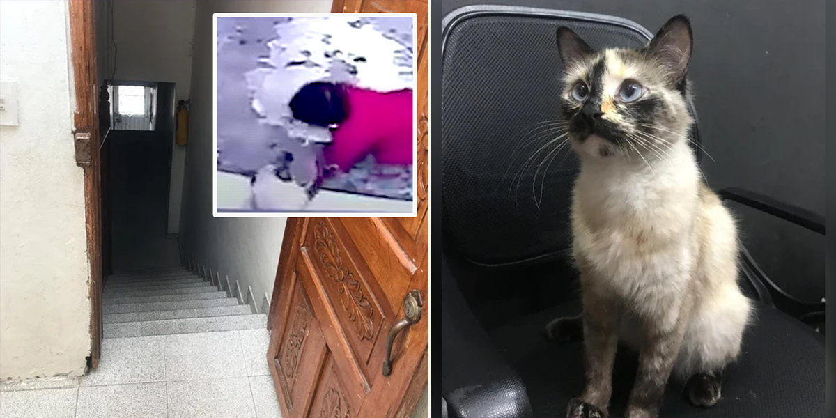 Gutubela, Catwoman, Bogotá, Colombia, cat saves baby, Diana Lorena Álvarez/Caters