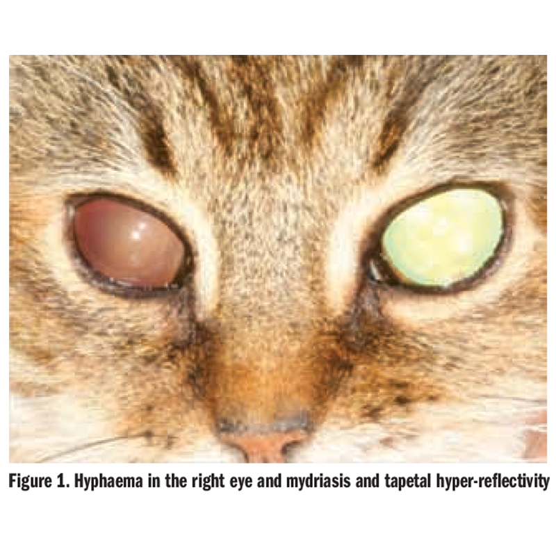 Hyphaema in cat eye, Diamond eyed cat