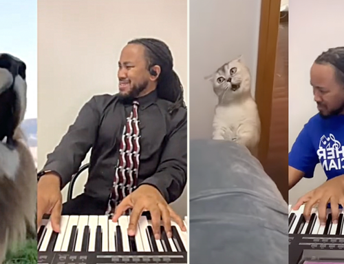 ‘Meowsic’ From The Soul; These Cats Found The Purrfect Pianist to Translate Their Emotional Renditions
