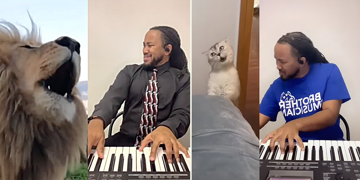 Kevon Carter plays keyboard to cat meowsic, gospel