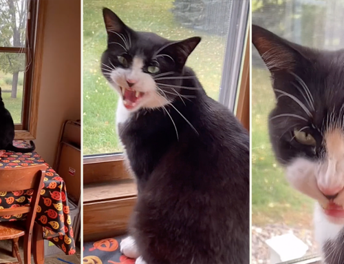 Krieger the Cat Would Like to Speak to Management About Breakfast