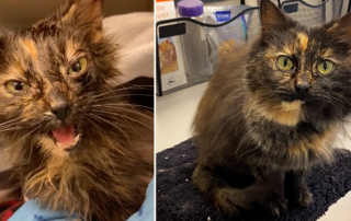 Lena the tortoiseshell saved from a farm in Illinois by Animal Services & Assistance Programs Inc., Pet Vet Animal Clinic and Mobile Practice, Ltd., Garden Prairie