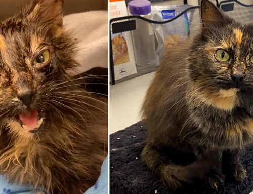 Rescuers Are Amazed By Lena the Tortie’s Stunning Transformation