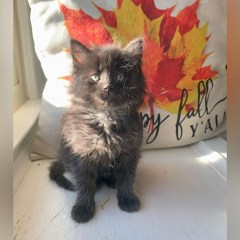 Floofy black kitten on a chair with a pillow with Maple leaf design