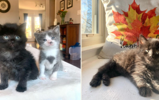 Swiftie kittens, Maroon and Lavender Haze, Jenny's Animal House, Northern Virginia