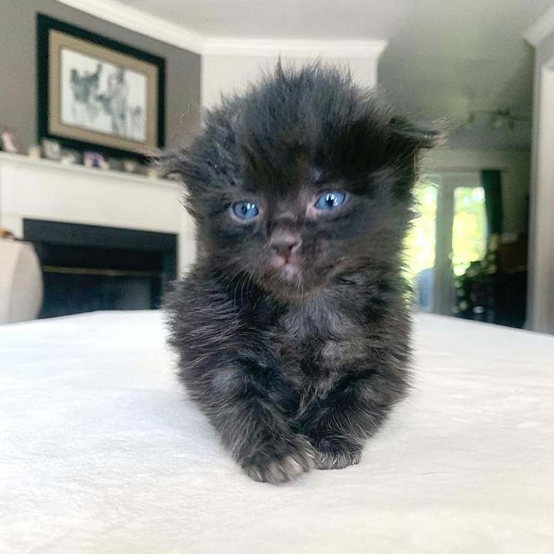 foster kitten Maroon looks like a baby bear with blue eyes, Jenny's Animal House