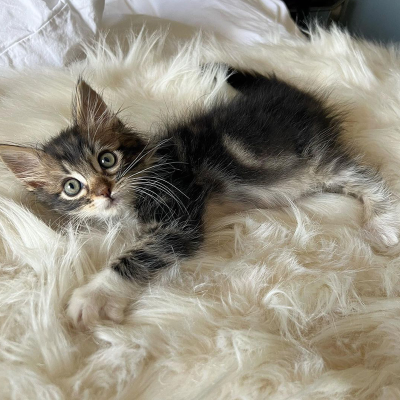 foster tabby kitten on a shaggy white blanket, Miles, Frankie