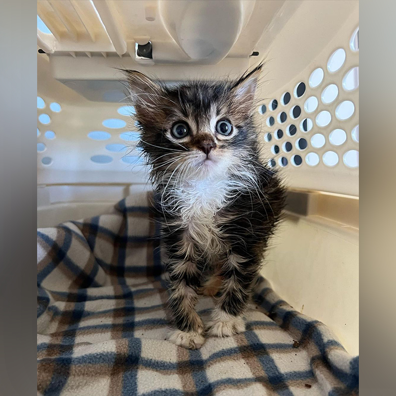 Scruffy foster kitten arrives at Frankie's Fosters, Miles