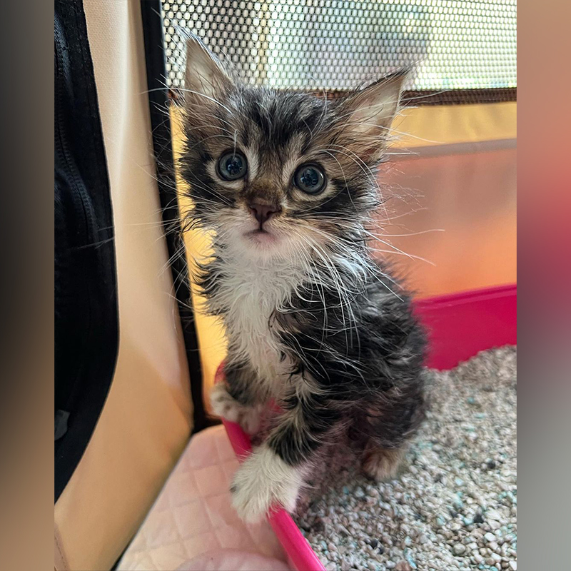 Scruffy foster kitten arrives at Frankie's Fosters, Miles, 2