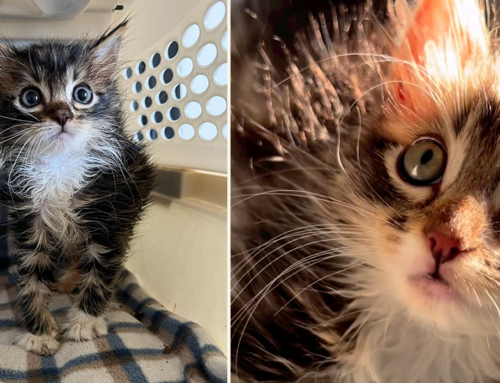 Miles the Rescued Kitten Goes from Scruffy to Melting Hearts With a Look