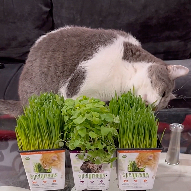 Nathan the CatLady, cat eating cat grass, Nathan's Fosters