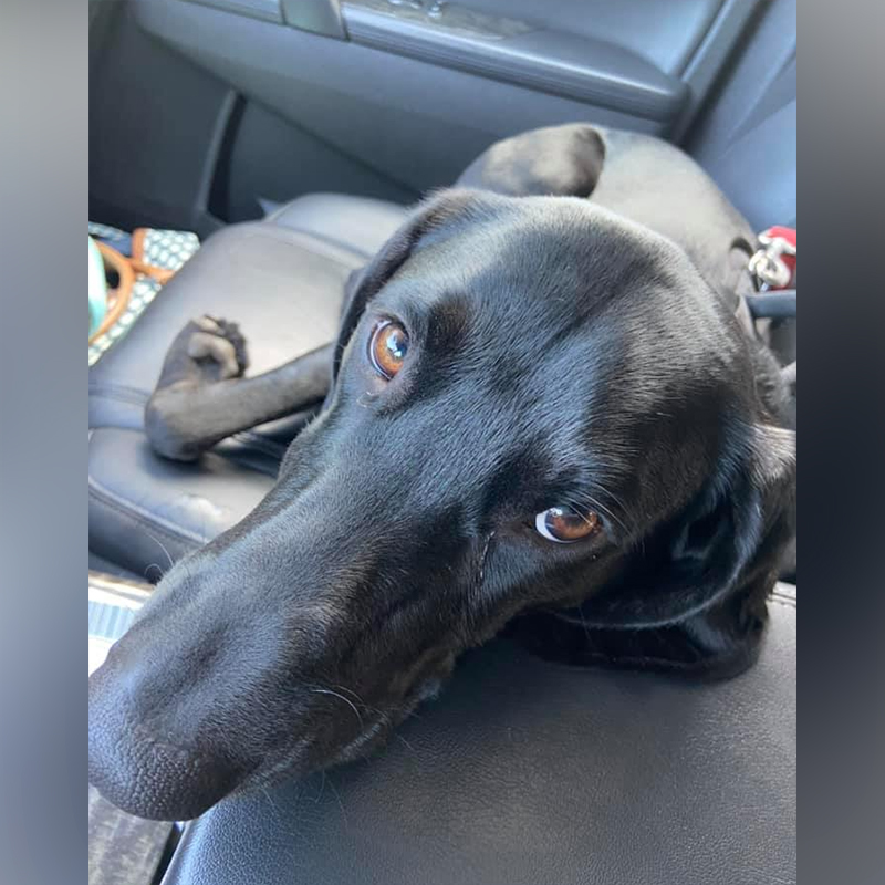 Loki the dog, coonhound, Michele's Rescue, Grand Rapids, MI, adoption story