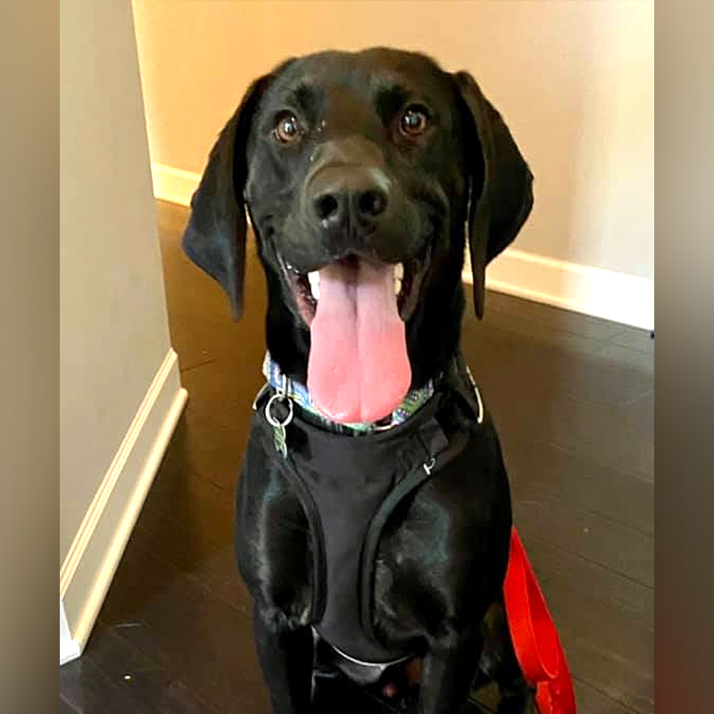 Loki the dog, coonhound, Michele's Rescue, Grand Rapids, MI, 2, Thompson, adoption story