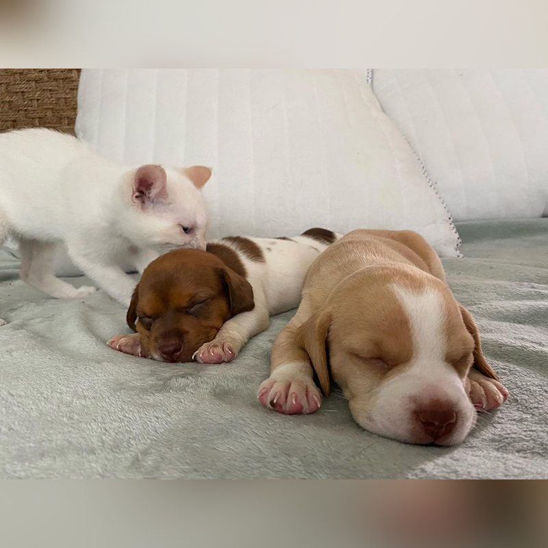 Puppies and kittens, cute kitten gives love bite to foster puppies