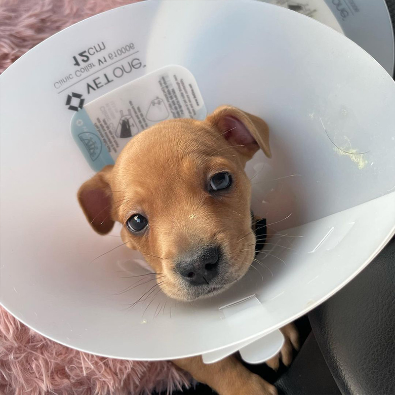 foster puppy gets neutered at Orange County Animal Services